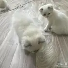 قطه