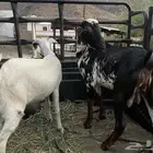 جفر وجفره للبيع