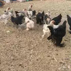 براهما للبيع عدد 18