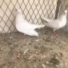 زوج صنعاني شيبه اصيل