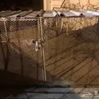 شبك دجاج