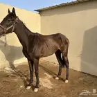 فرس انتاج