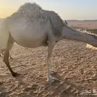 ناقه وضحاء لقحه
