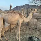 بكره للبيع