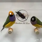 قولدين فنيش