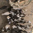 الجمش