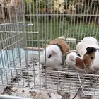 ارانب وبر بلدي عنيزة