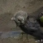 قطة ضايعه