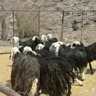 ضان نجد