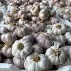 ثوم بلدي اصلي.