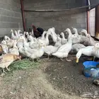 بط بكيني للبيع