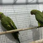 بغبغاء دره هندي