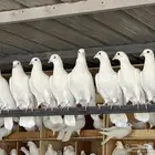 عشه زاجل ابيض صك