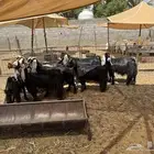 معزى دفيع فحص سونار