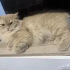 قطه شيرازيه لتبني