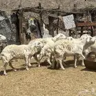 ضان حريه دفيع