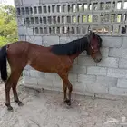 مهرة مصرية
