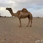 ناقه سديس للبيع