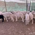 طليان تربيه مراح واحد تم البيع