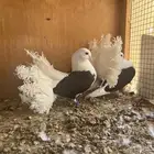 حمام شماسي