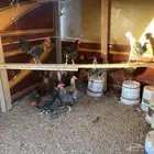 للبيع ديوك فيومي وبراهماء