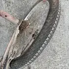 سيكل للبيع في الخبر