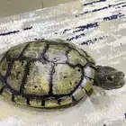 سلاحف أليفه