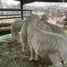 طليان