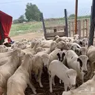رخال رفيدي بلدي