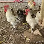 السلام عليكم ورحمت الله و بركاته اعرض لكم ديكين حبشي و بلدي