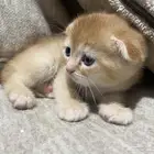 قطط سكوتش للبيع