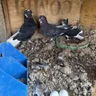 4 اجواز قطايف و عشه قطايف