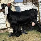 يامدورين الحليب معزا عارضيات حليب وافر شرط