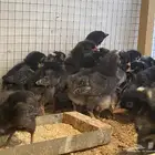 صوص دجاج تركي اسود بيور مستوى