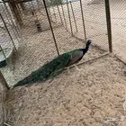 للبيع ذكر طاؤس