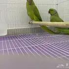 زوج دره هندي