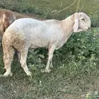 فحل سواكني ابيض درماني ثني