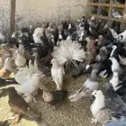 مجموعة حمام اتراك وحمام مشكل للبيع