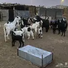 العدد 15 بي الفحل يتبعها 9 من البهم