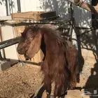 تيس سليم من جميع الامراض