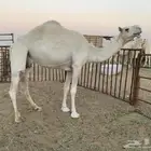 ناقه عشرا ام ثالث باتلية للبيع