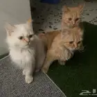 قطط للتبني