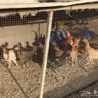 دجاج بلدي و دجاج حبشي