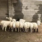 خرفان ذبايح