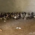 فروخ بلدي الموقع بيشه