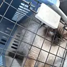 قطه شيرازي