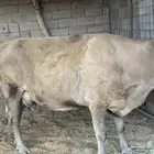 بقره المانيه معها عجله المانيه هديه وحليب وافر