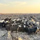 معزا عارضيات