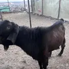 فحل شامي