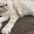بسه للتبني